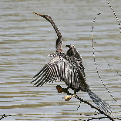 Oriental Darter