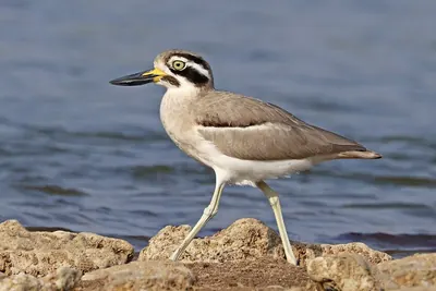 Great Thick-knee