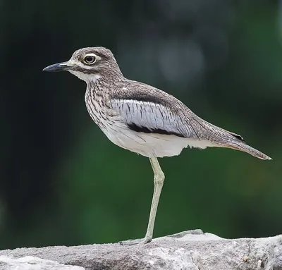 Water Dikkop
