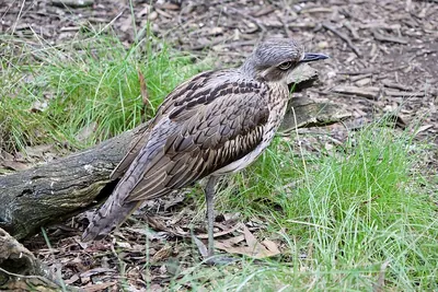 Bush Thick-knee