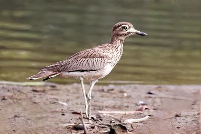 Senegal Thick-knee