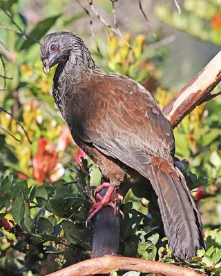 Andean Guan