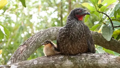 Dusky-legged Guan