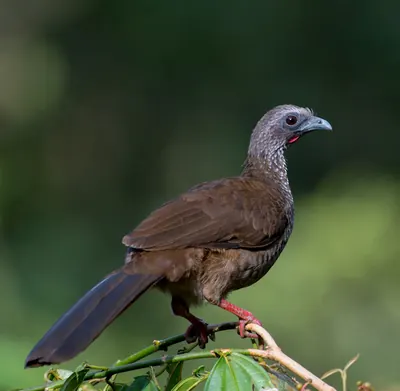 Speckled Chachalaca