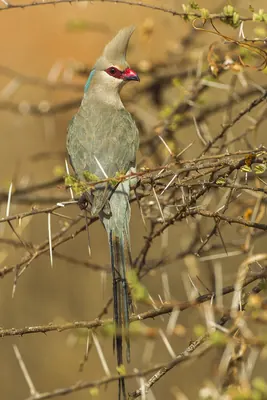 Blue-naped Mousebird