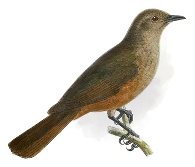Sandstone Shrike-thrush