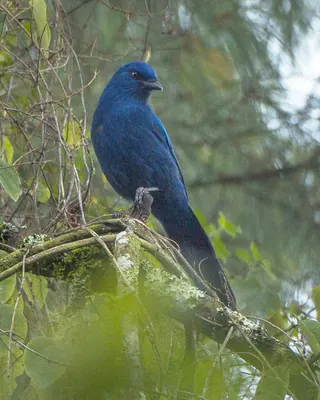 Unicolored Jay