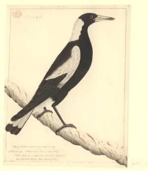 White-winged Magpie