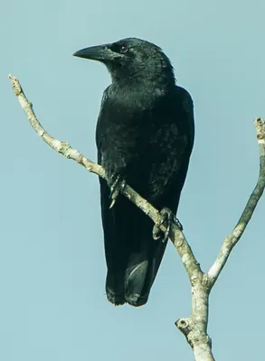 Cuban Crow