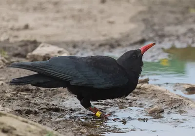 Chough