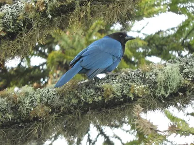 Azure Jay