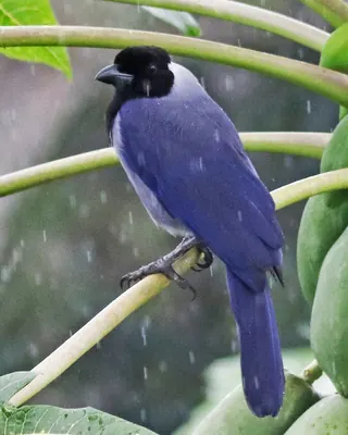 Violaceous Jay