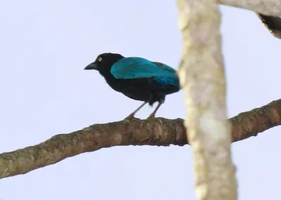 Gaio-de-são-brás
