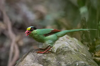 Green Magpie