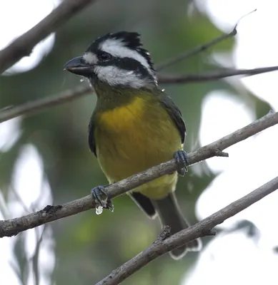 Crested Shrike-tit