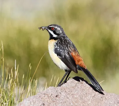 Orange-breasted Rockjumper
