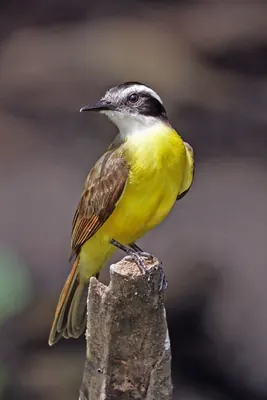 Lesser Kiskadee