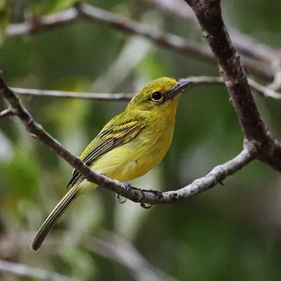 Yellow-breasted Flycatcher