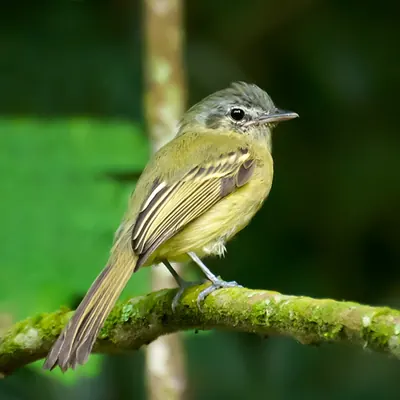 Yellow-olive Flatbill