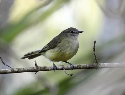 Greenish Elaenia