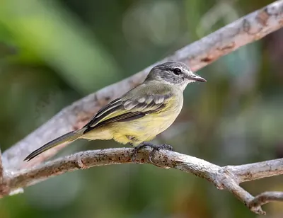 Forest Elaenia