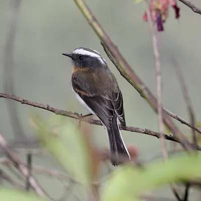 Rufous-breasted Chat-Tyrant