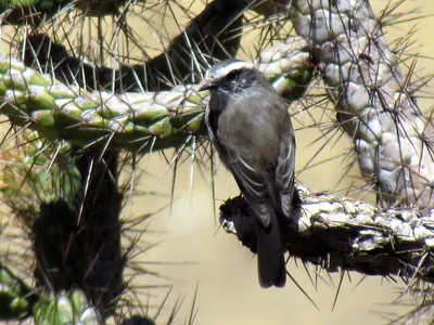 White-browed Chat-Tyrant