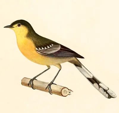 Greater Wagtail-tyrant