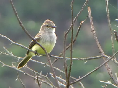 Northern Scrub-Flycatcher