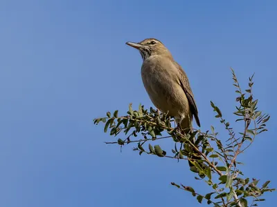 Gray-bellied Shrike-Tyrant