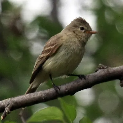 Northern Beardless-Tyrannulet