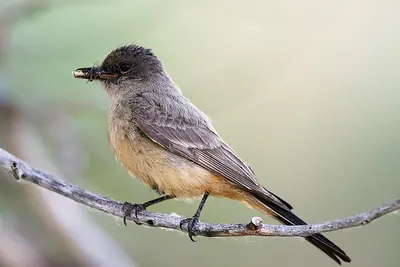 Say's phoebe