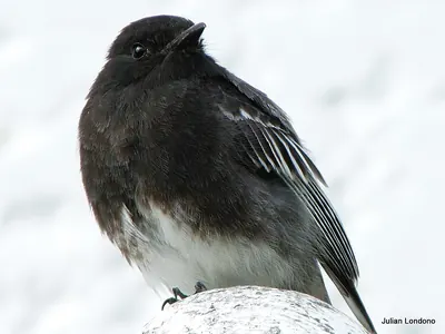 Black phoebe