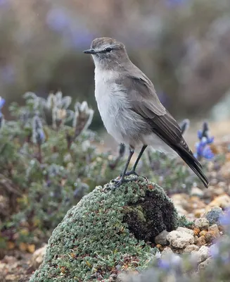 Paramo Ground Tyrant