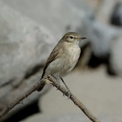Spot-billed Ground-tyrant