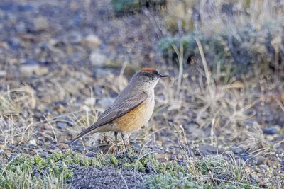 Cinnamon-bellied Ground-Tyrant