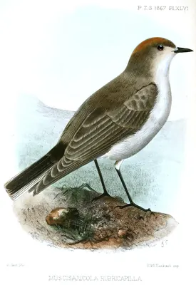 Rufous-naped Ground-Tyrant