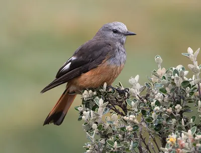 Red-rumped Bush-tyrant