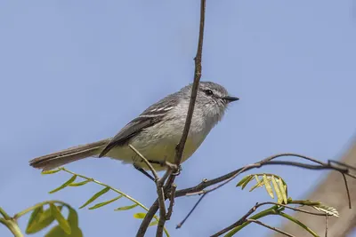 White-crested Tyrannulet