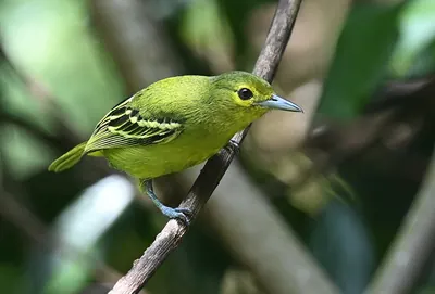 Green Iora