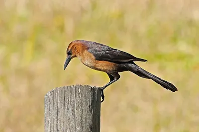 Boat-tailed Grackle