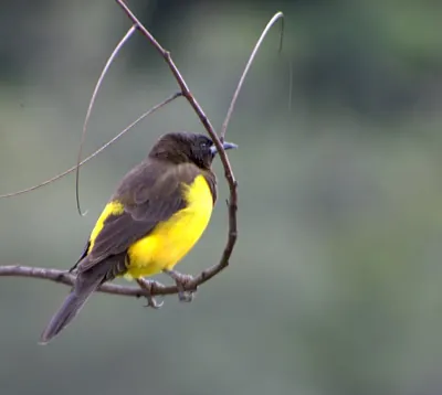 Yellow-rumped Marshbird