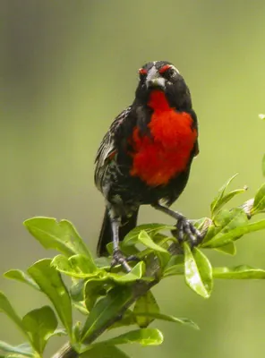 Peruvian Meadowlark