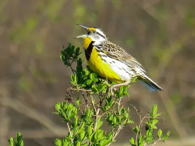Eastern Meadowlark