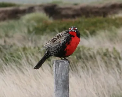 Long-tailed Meadowlark