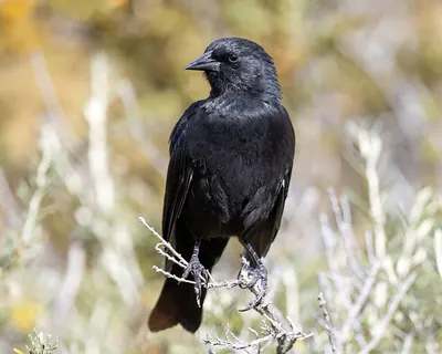 Austral Blackbird