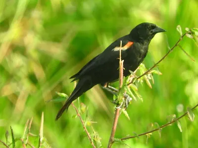 Red-shouldered Blackbird