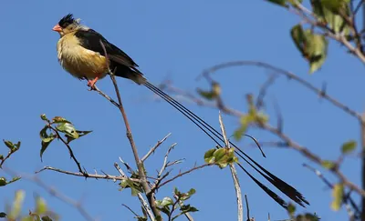 Shaft-tailed Whydah