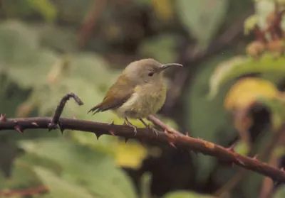 Green-tailed Sunbird