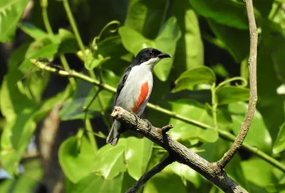 Red-striped Flowerpecker